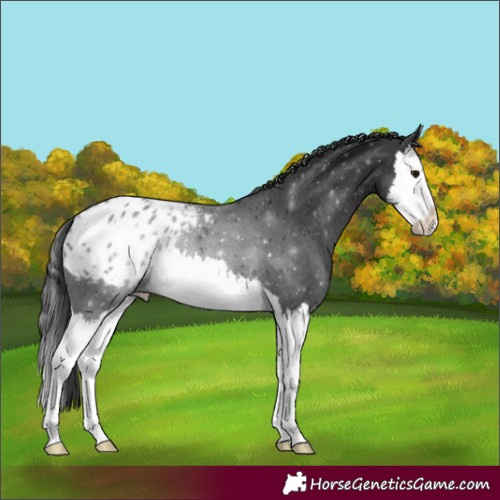 Horse Color:Black Splash Appaloosa Rabicano 