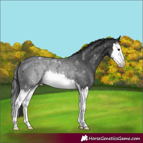 Horse Color:Black Splash Rabicano 