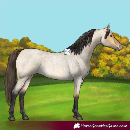 Horse Color:Buckskin Roan Dun 