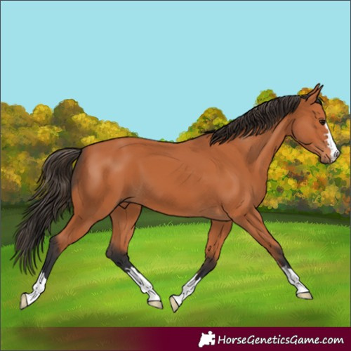 Horse Color:Bay 