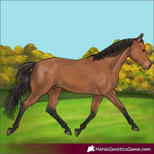 Horse Color:Bay 
