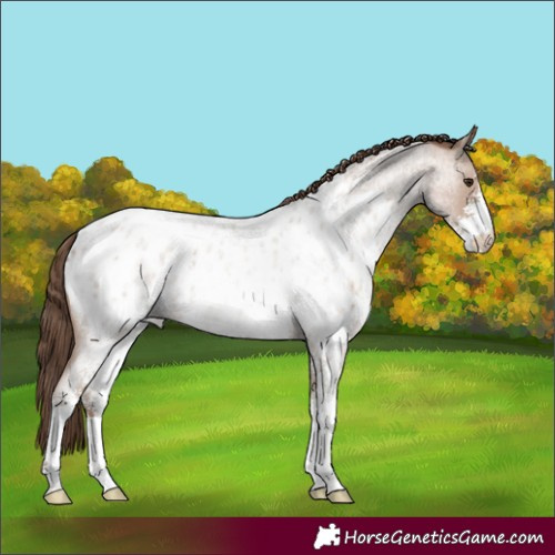 Horse Color:Classic Champagne Roan Sabino Appaloosa Rabicano 