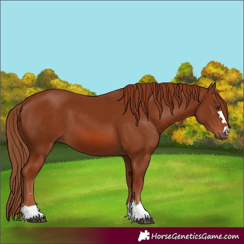 Horse Color:Chestnut 