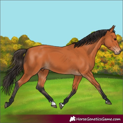 Horse Color:Bay 