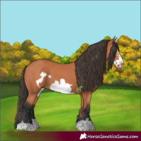 Horse Color:Bay Frame