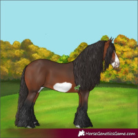 Horse Color:Bay Frame 