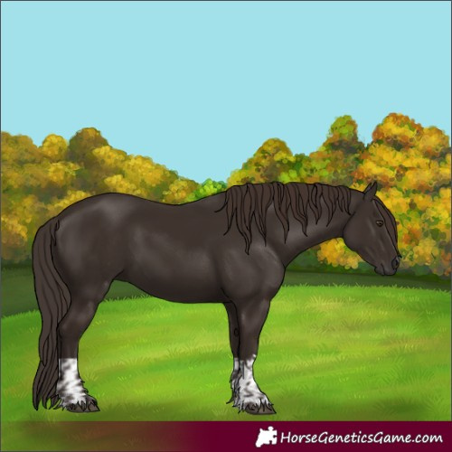 Horse Color:Liver Chestnut  and Liver Chestnut 