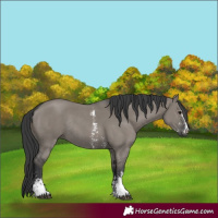 Horse Color:Grullo Sabino Rabicano 