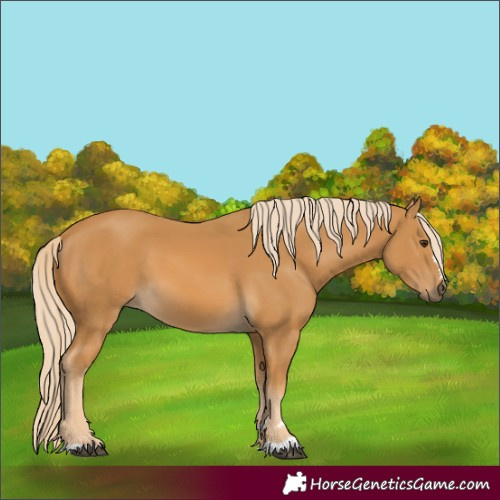 Horse Color:Palomino 