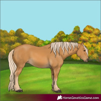 Horse Color:Palomino 