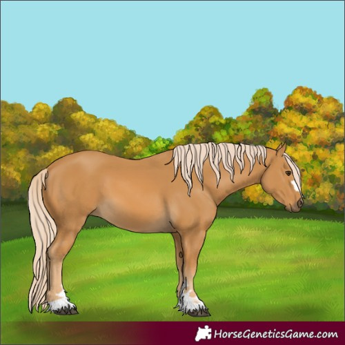 Horse Color:Palomino
