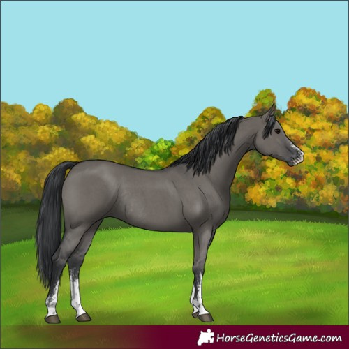 Horse Color:Grullo Sabino Rabicano