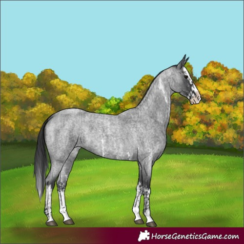 Horse Color:Blue Roan Sabino Splash and Blue Roan Sabino Splash