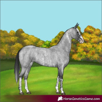 Horse Color:Blue Roan Sabino Splash  and Blue Roan Sabino Splash 