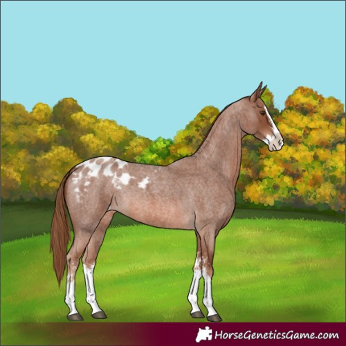Horse Color:Red Roan Sabino Splash Appaloosa 