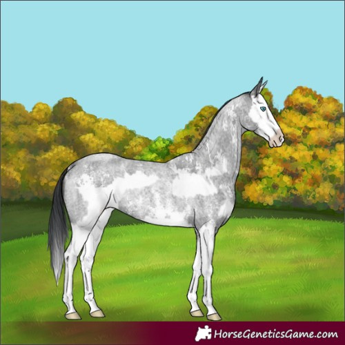Horse Color:Blue Roan Sabino Splash and Blue Roan Sabino Splash
