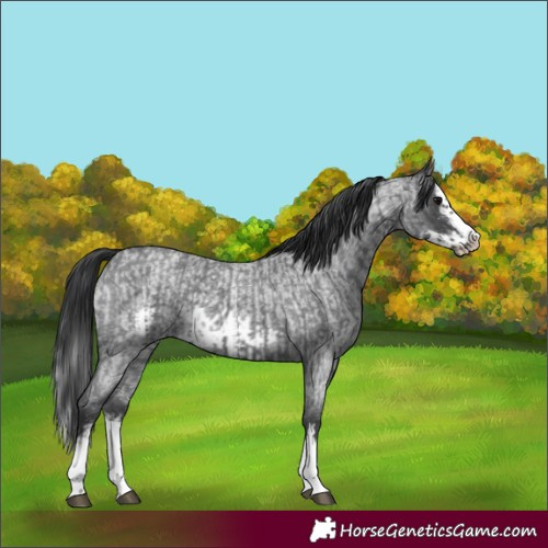 Horse Color:Blue Roan Sabino Splash  and Blue Roan Sabino Splash Frame 