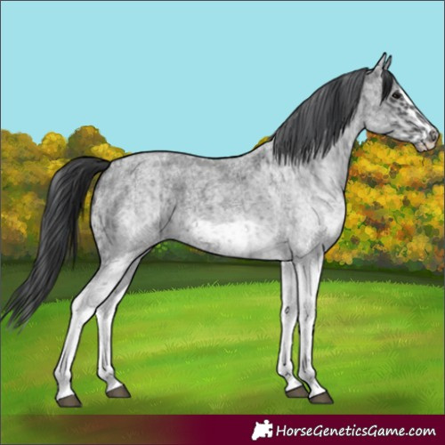 Horse Color:White Spotted Blue Roan Rabicano  and White Spotted Blue Roan Frame Rabicano 