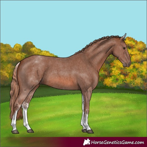 Horse Color:White Spotted Chestnut Sabino