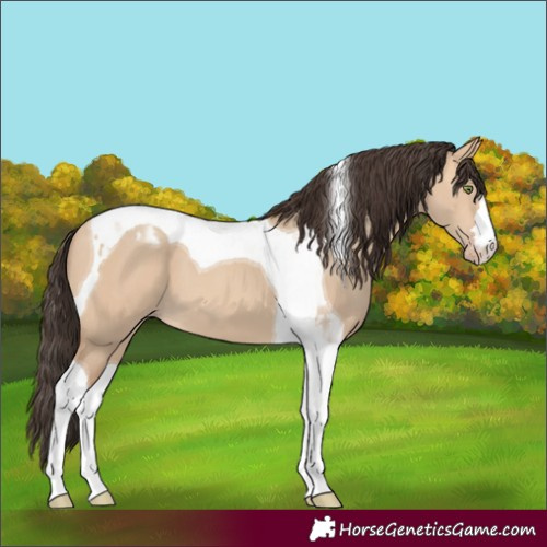 Horse Color:Amber Champagne Dun Tobiano 