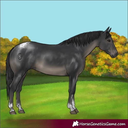 Horse Color:Black Sabino Tobiano Rabicano