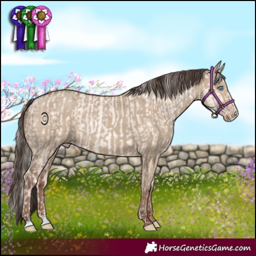 Horse Color:Gold Cream Champagne Pearl Dun Rabicano  and Classic Champagne Dun 