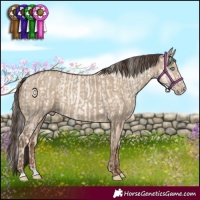 Horse Color:Gold Cream Champagne Pearl Dun Rabicano  and Classic Champagne Dun 