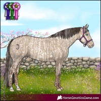 Horse Color:Gold Cream Champagne Pearl Dun Rabicano  and Classic Champagne Dun 