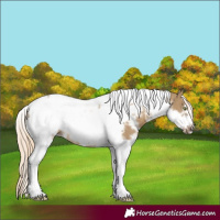 Horse Color:White Spotted Chocolate Palomino Dun Mushroom Tobiano Frame 
