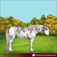 Horse Color:White Spotted Silver Buckskin Mushroom Sabino Appaloosa 