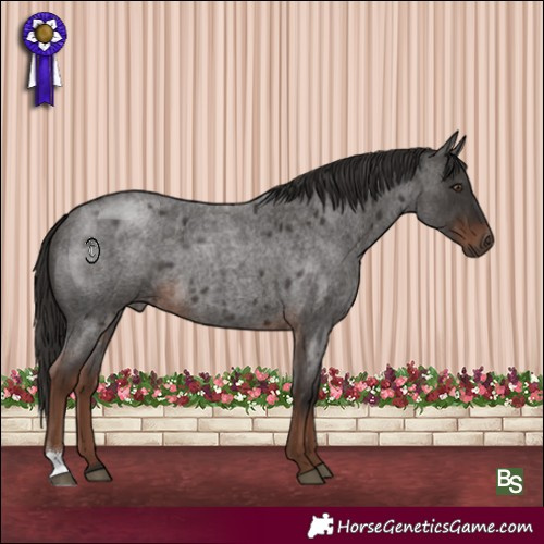 Horse Color:Liver Red Roan 