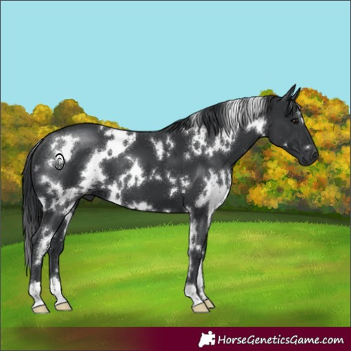 Horse Color:White Spotted Black 