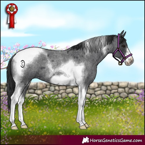 Horse Color:Blue Roan Tobiano Frame 