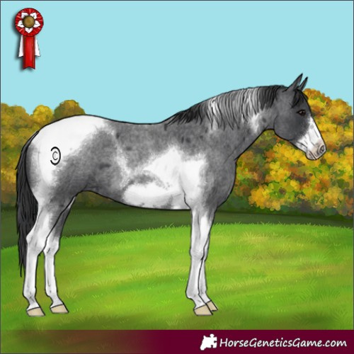 Horse Color:Blue Roan Tobiano Frame 