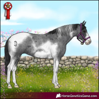Horse Color:Blue Roan Tobiano Frame