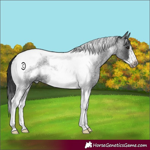Horse Color:Blue Roan Tobiano Frame 