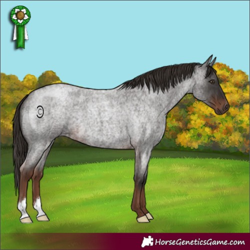 Horse Color:Liver Red Roan