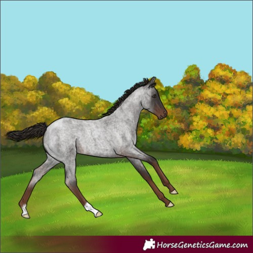 Horse Color:Liver Red Roan
