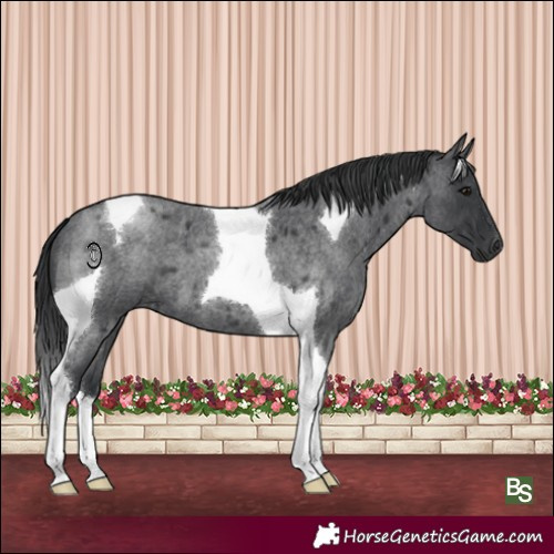 Horse Color:Blue Roan Tobiano