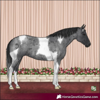 Horse Color:Blue Roan Tobiano 