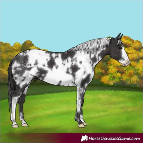 Horse Color:White Spotted Smoky Black Frame 
