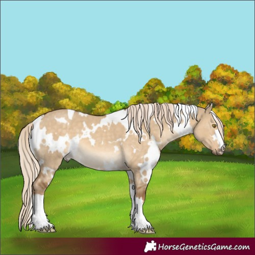 Horse Color:White Spotted Chocolate Palomino Dun