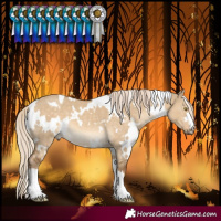Horse Color:White Spotted Chocolate Palomino Dun 