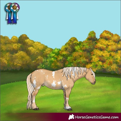 Horse Color:White Spotted Palomino Dun 
