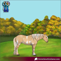 Horse Color:White Spotted Palomino Dun