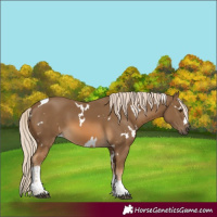 Horse Color:White Spotted Chocolate Palomino Tobiano