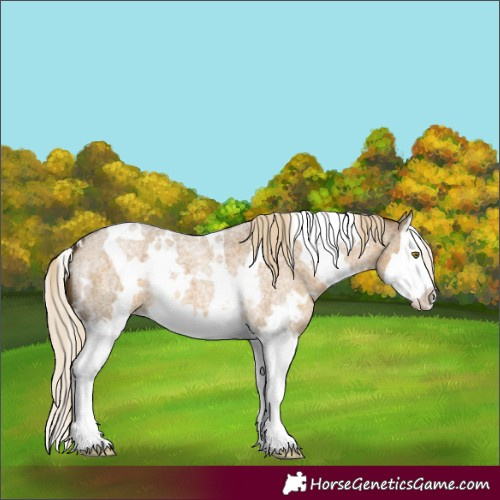Horse Color:White Spotted Chocolate Palomino Roan Dun Splash 