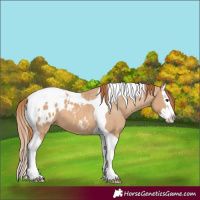Horse Color:Red Dun Splash Tobiano Blanket 