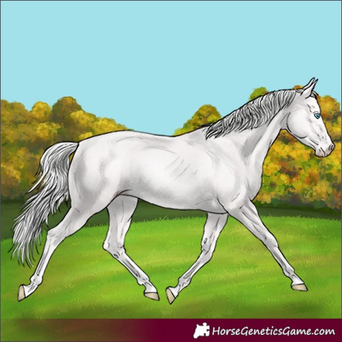 Horse Color:Cremello 