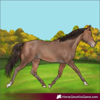 Horse Color:Amber Champagne 